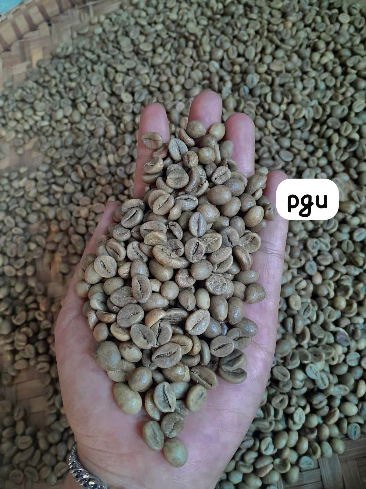 Coffee Beans Robusta